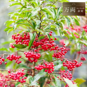 i}Ej yԎ DE^Julz 3|bgc