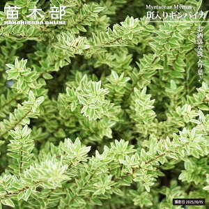 斑入りギンバイカ(ギンコウバイ)7号ポット苗