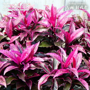  ygEz o^iEio^ 3.5|bgc yniqo[z