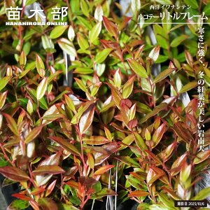 mCie yRe[ gt[z 3|bgc PVP