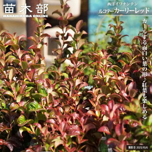 mCie yRe[ J[[bhz 3|bgc PVP