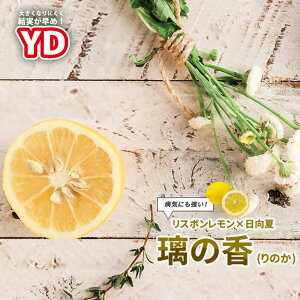 レモンの木 【YD璃の香 (りのか)】 1年生接木苗 登録品種・品種登録
