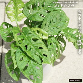 マドカズラ 4号ポット苗