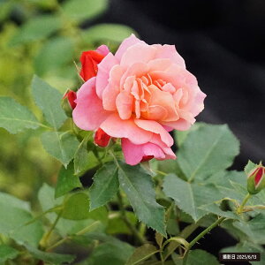 lG炫oc yfBYj[h[Yz 2Nc y\̔z12`N1ח\