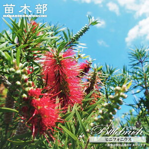 【ピニフォニウス】 ブラシノキ (カリステモン・キンポウジュ) 5号ポット苗