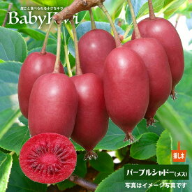 ベビーキウイ 1年生挿し木 ポット苗 パープルシャドー（メス） or ケンズレッド（メス） or ジュネーブ（メス） or オス