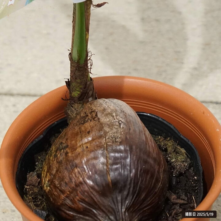 楽天市場】ヤシの木 【ココヤシ】 7号鉢植え : 苗木部 by 花ひろば 