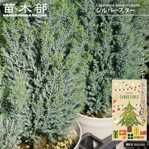 コニファー (ローソンヒノキ) 【シルバースター】 4号白鉢植え