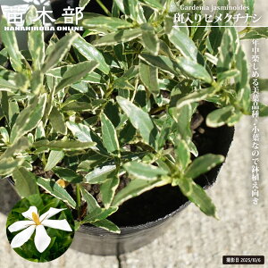 斑入り ヒメクチナシ 4号ポット苗