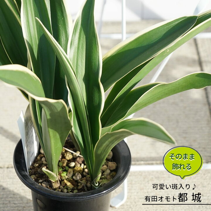 楽天市場】斑入り万年青（オモト） 【有田都城】 （宗石）5.5号鉢植え 