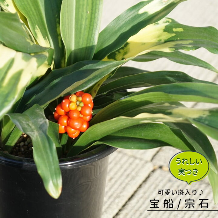 完売 縁起植物＊希少苗＊大株【斑入りオモト＊万年青】つぼみあり 
