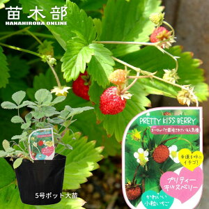 n[u c ChXgx[ veB[LbXx[ 5|bgc