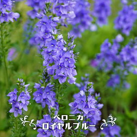 ベロニカ 【ロイヤルブルー】 3号ポット苗 【予約販売】4～5月頃入荷予定