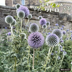 GLmvX i^}AU~j ygz 3|bgc