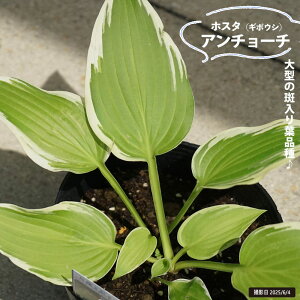 【アンチョーチ】 ギボウシ ホスタ 6号ポット大苗
