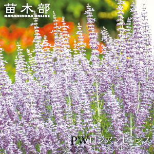 VAZ[W yfj[Xz 4|bgciPW)i_iɂB͂Tj