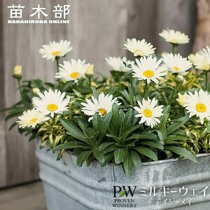 レウカンセマム 【ミルキーウェイ デイジーメイ】 PVP 4号ポット苗(PW)