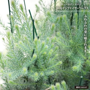 [Jfh yS[ft@C[[NXz 4|bgc