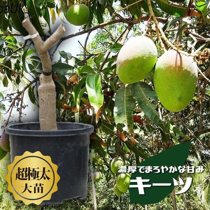 楽天市場】マンゴーの木 【キーツ】 極太超特大苗 【大型宅配便 