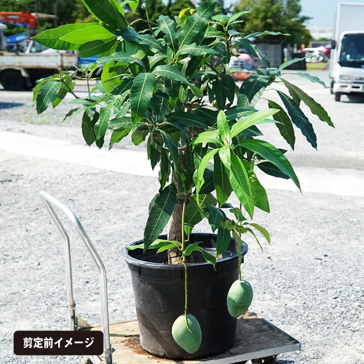 楽天市場】マンゴーの木 【玉文】 極太超特大苗 【大型宅配便】 北海道 