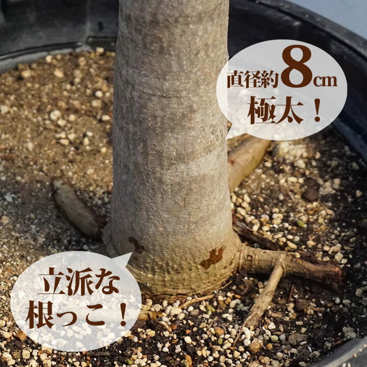 楽天市場】マンゴーの木 【チョカナン】 極太超特大苗 【大型宅配便 
