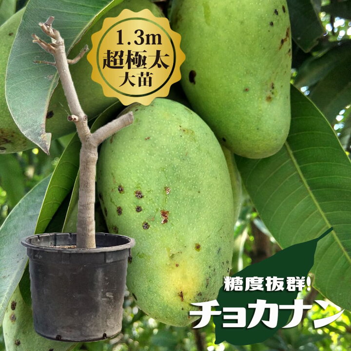 楽天市場】マンゴーの木 【チョカナン】 極太超特大苗 【大型宅配便 