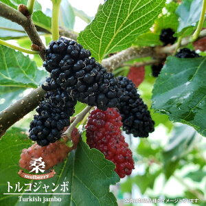 }x[iK̖؁j ygRW{z ږ A y\̔z10`11ח\