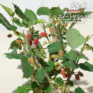 }x[ yXC[g}x[z 3.5|bgc