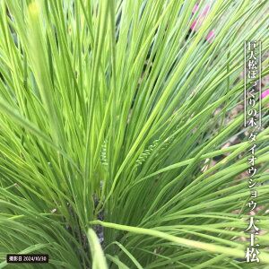 ダイオウショウ(大王松) 4号鉢植え