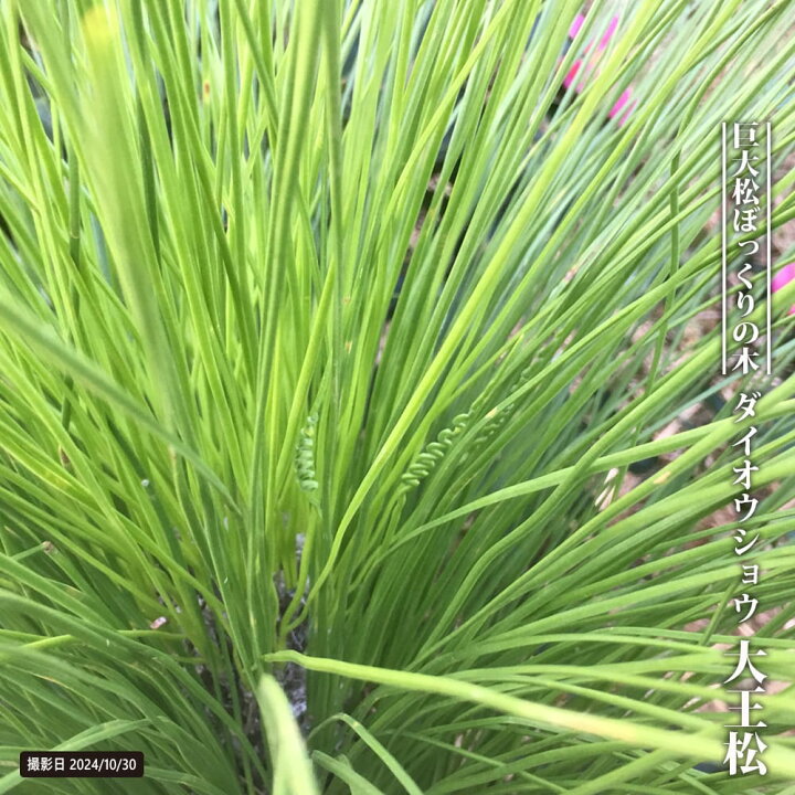 楽天市場】ダイオウショウ（大王松） 4号鉢植え : 苗木部 by 花 