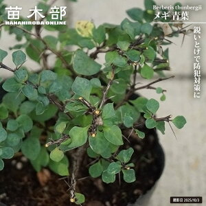 メギ 【青葉】 5号ポット苗