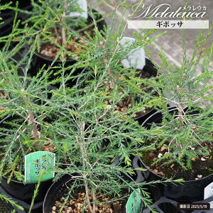 �y�M�{�b�T�z �������E�J 5.5�����A��