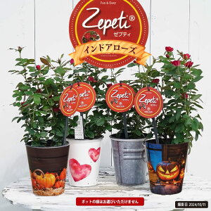 lG炫~jo y[veBz ChA[Y 4|bgc o^iEio^