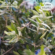 オリーブの木 【ネバディエロブロンコ】 3年生 挿し木 6号ポット苗
