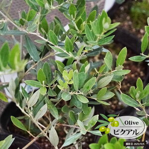 I[u̖ ysNAz 2N 5|bgc }