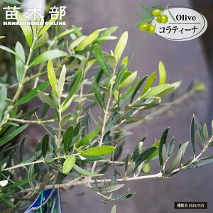 I[u̖ yReB[i (R`i)z 3N } 6|bgc