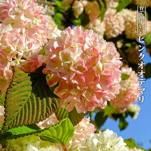 大手毬(オオデマリ) ピンク ローズエース 5号鉢植え