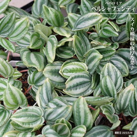 ペペロミア 【ペルシャフェンディ】 3.5号鉢植え