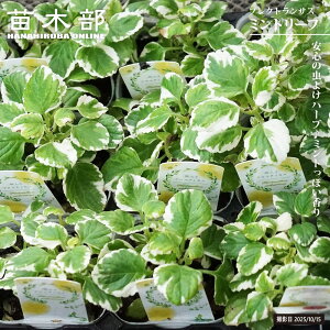 プレクトランサス 【ミントリーフ】 3号ポット苗