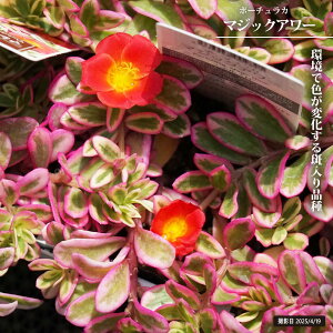 �|�[�`�����J �y�}�W�b�N�A���[�z 3���|�b�g�c