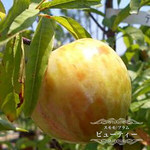 スモモ(プラム) 【 ビューティー 】 2年生接木 スリット鉢植え 苗木 ■限定販売■ 【予約販売】10〜11月頃入荷予定