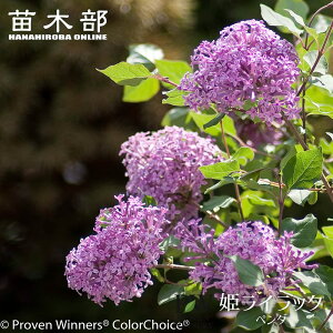 PCbN yy_z PVP 3.5|bgc iPW)