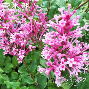 PCbN yh[tsNz 3.5|bgc iPW) o蒆