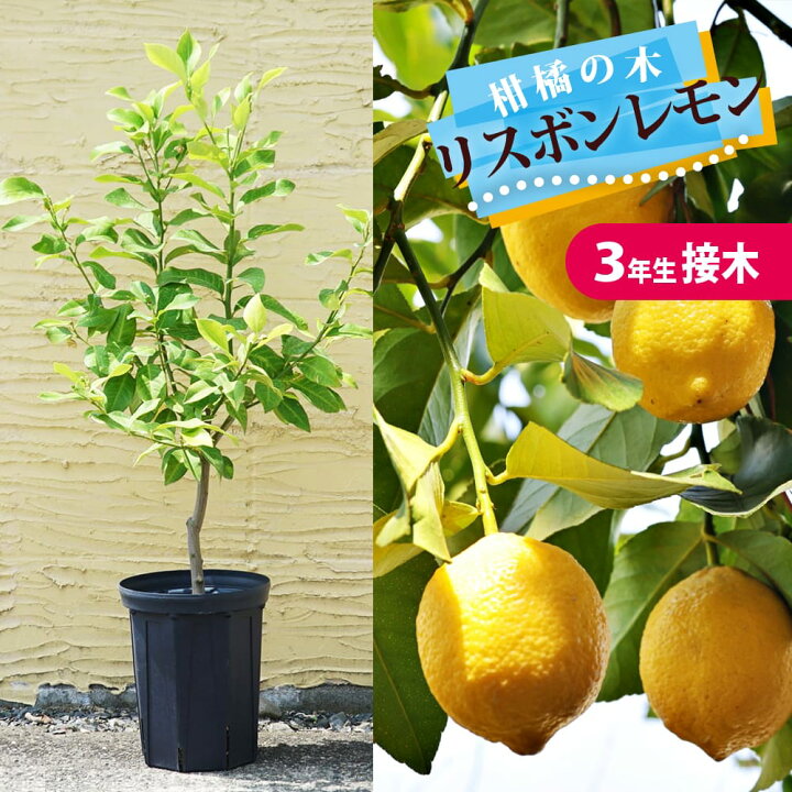 楽天市場】寒さに強いレモンの木 鉢植え 【リスボンレモン】 3年生接木 