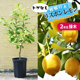 寒さに強いレモンの木 鉢植え【選抜トゲなしリスボン】 2年生接木苗 ロングスリット鉢植え