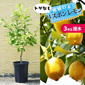 寒さに強いレモンの木 鉢植え【選抜トゲなしリスボン】 3年生接木苗 ロングスリット鉢植え