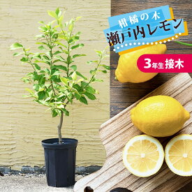 レモンの木 鉢植え 【瀬戸内レモン】 3年生接木大苗 7号スリット鉢植え 苗木