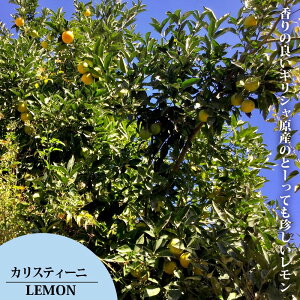 ̖ yJXeB[jz 1N ږؕc