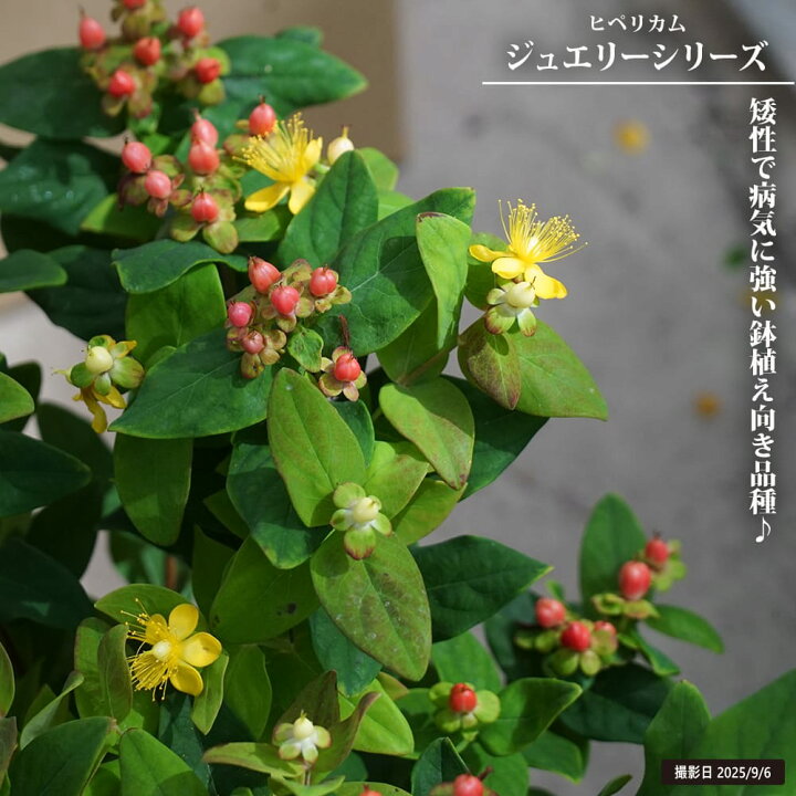 楽天市場】キンシバイ 【ヒペリカム ジュエリー ピンク実】 5号ポット 