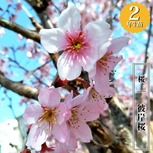  yފݍz 2Nږؕc 6O|bg